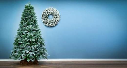 6ft Arbor Blue Pine Tree