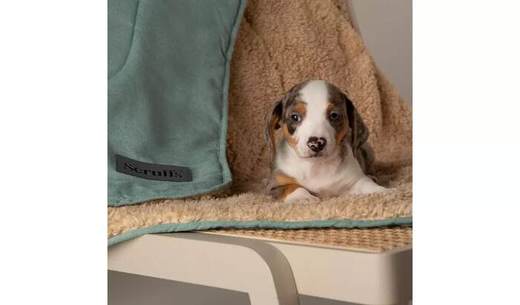 Scruffs Snuggle Blanket Sage-Green